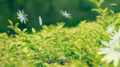 降央卓玛 - 慈祥的母亲
