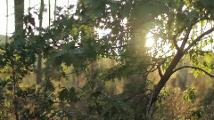 音乐短片 - The Revolution (Movie Trailer)