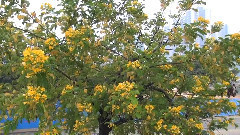 音乐短片 - 瑶族舞曲