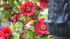 音乐短片 - April