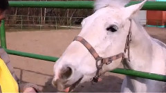 音乐短片 - Новосибирск ЗооПарк Замок Ужаса