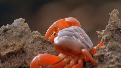 音乐短片 - 欢沁小蟹