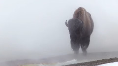 音乐短片 - 黄石老友