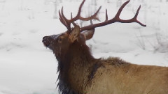 音乐短片 - 黄石冬日