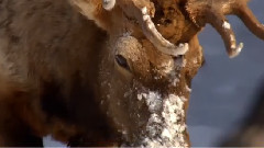 音乐短片 - 黄石开篇曲