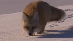 音乐短片 - 黄石搞笑