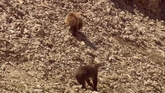 音乐短片 - 黄石故事