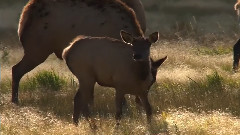 音乐短片 - 黄石结尾曲