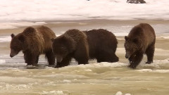 音乐短片 - 黄石四月