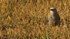 音乐短片 - 黄石公园