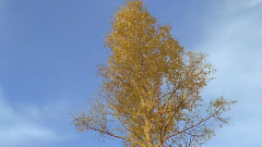 音乐短片 - 黄石中秋