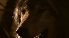 音乐短片 - 黄石秋末