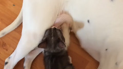 音乐短片 - алманка Стефани кормит кота Тони