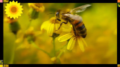 音乐短片 - Еньовден,пчелички,билки,мед,цветя!