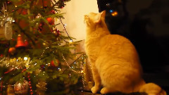 音乐短片 - новогодние коты (12 фото)