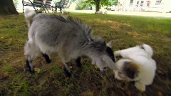 音乐短片 - Too Cute