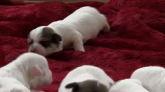 音乐短片 - Too Cute 第二季