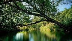 音乐短片 - Velvet Green