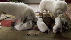 音乐短片 - 萌宠