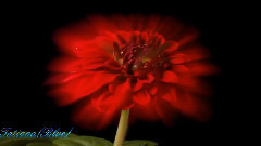 音乐短片 - Reflection