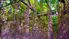 音乐短片 - Самая красивая глициниявмире