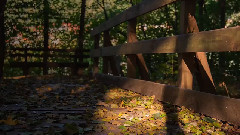 音乐短片 - Trees Leaves And Light - A Canon 6D Raw - Video Demonstration