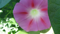 音乐短片 - Красивата петуния и нежната музика на FredericDelarue