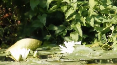 音乐短片 - Reflection