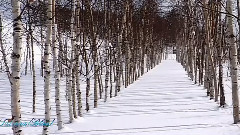 音乐短片 - Blanketed In Snow