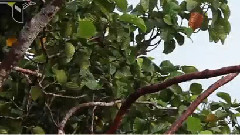 音乐短片 - Greater Bird of Paradise