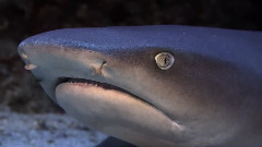 音乐短片 - Cocos 2010