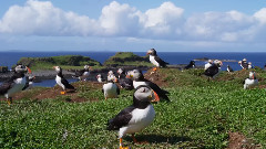 音乐短片 - Baskers