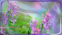 音乐短片 - Greater Bird - The Romantic Eyes