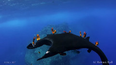 音乐短片 - Winged Giants