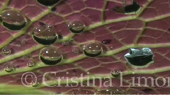 音乐短片 - Intro Web Site