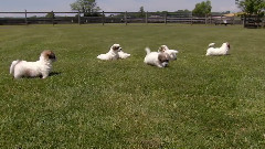 音乐短片 - cotons de tulear