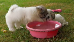 音乐短片 - French bulldogs