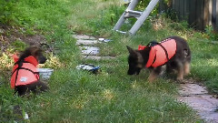 音乐短片 - German sherpherds