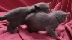 音乐短片 - 小猫进行曲