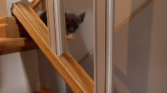 音乐短片 - 萌宠小猫