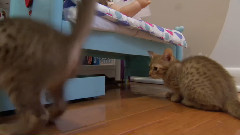 音乐短片 - 萌宠猫