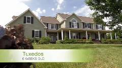 音乐短片 - Russian Blues