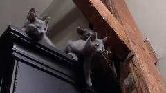 音乐短片 - 萌宠快乐日记