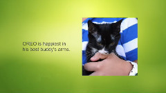 音乐短片 - 萌宠猫猫界王拳