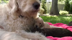 音乐短片 - 狗狗 Nano