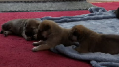 音乐短片 - 狗狗成长