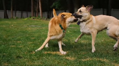 音乐短片 - 狗狗成长日记