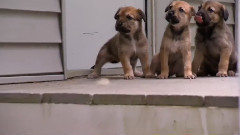 音乐短片 - 狗狗成长 Nanook