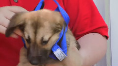 音乐短片 - 奇趣狗狗