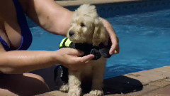 音乐短片 - 狗狗奇趣